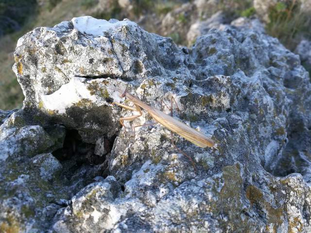 Mantis religiosa, maschio